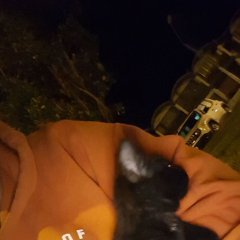 dom
